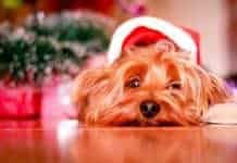 Why Pets Make Bad Gifts