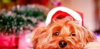Why Pets Make Bad Gifts