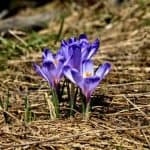 Best Bulbs For Fall Planting