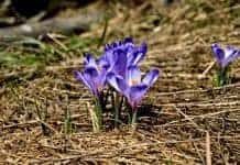 Best Bulbs for Fall Planting Best Bulbs For Fall Planting