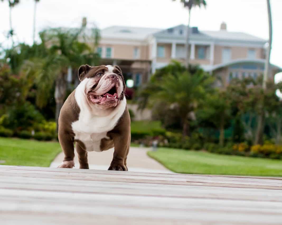 Why We Love Our Dogs