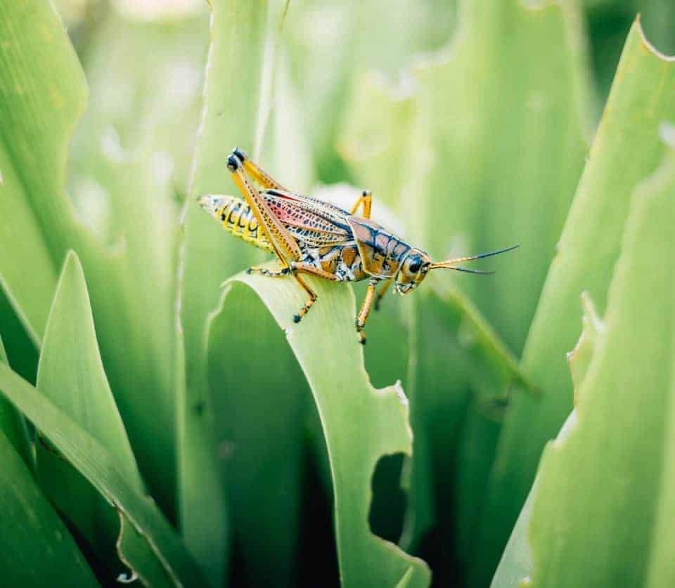 Grasshopper-pic