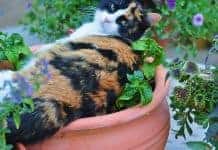Houseplant Safety For Pets