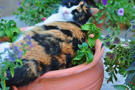 Houseplant Safety For Pets