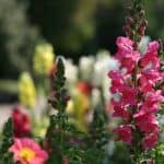 The Best Flowers For Spring Gardens