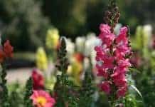 The Best Flowers For Spring Gardens