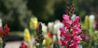 The Best Flowers For Spring Gardens