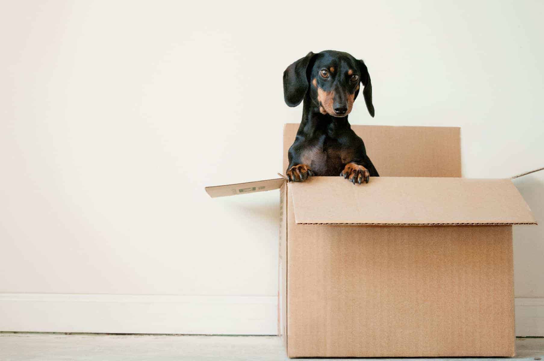 5 Things You Didn't Know You Needed To Rock A Diy Move