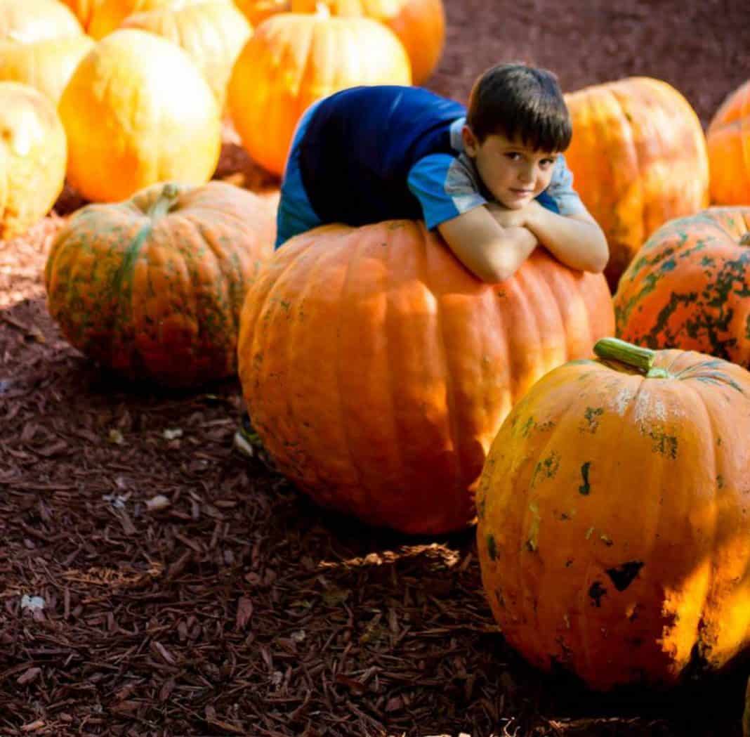 How To Handle Fall Activities Like A Boss
