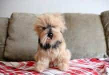 CBD For Pets: Why Pets Love CBD Petsies: Keep Your Pet Fur-ever With This Brand