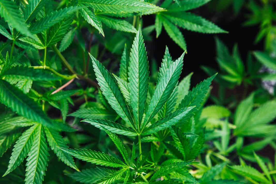 23 Cbd Products That Will Change Your Life