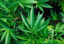 23 CBD Products that Will Change Your Life 23 Cbd Products That Will Change Your Life