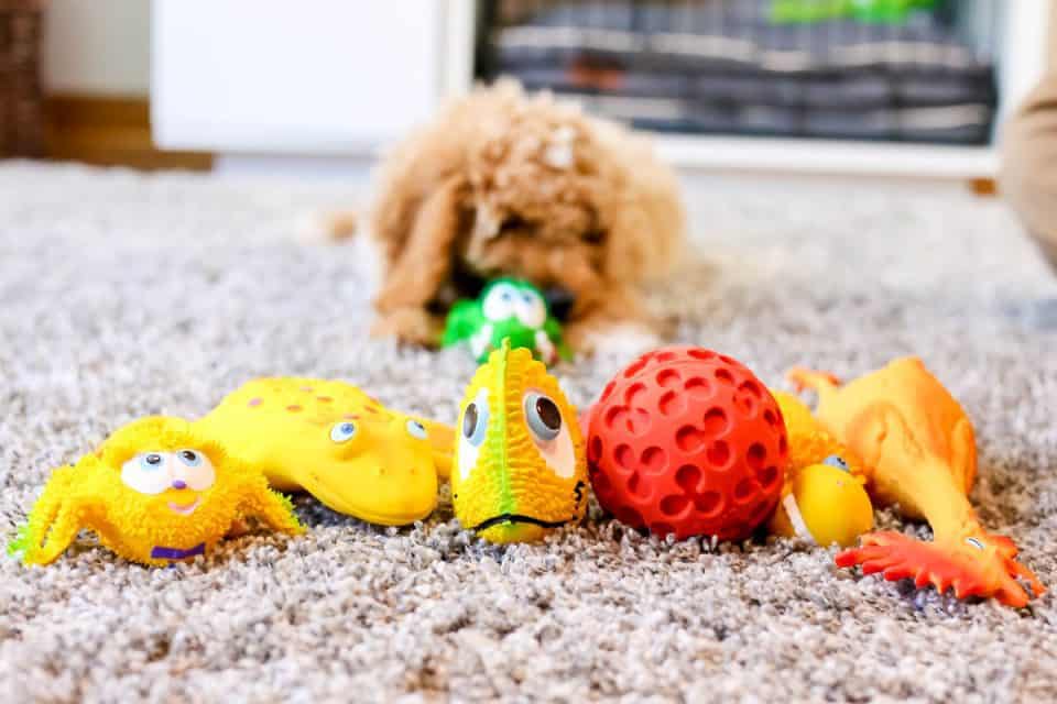 Daily Mom Parent Portal Lucas B Dog Toys Family Gift Ideas