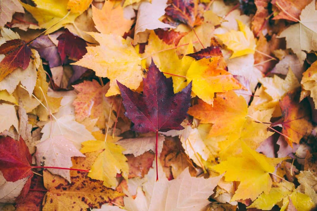 I Love Fall And There Is Nothing Basic About It