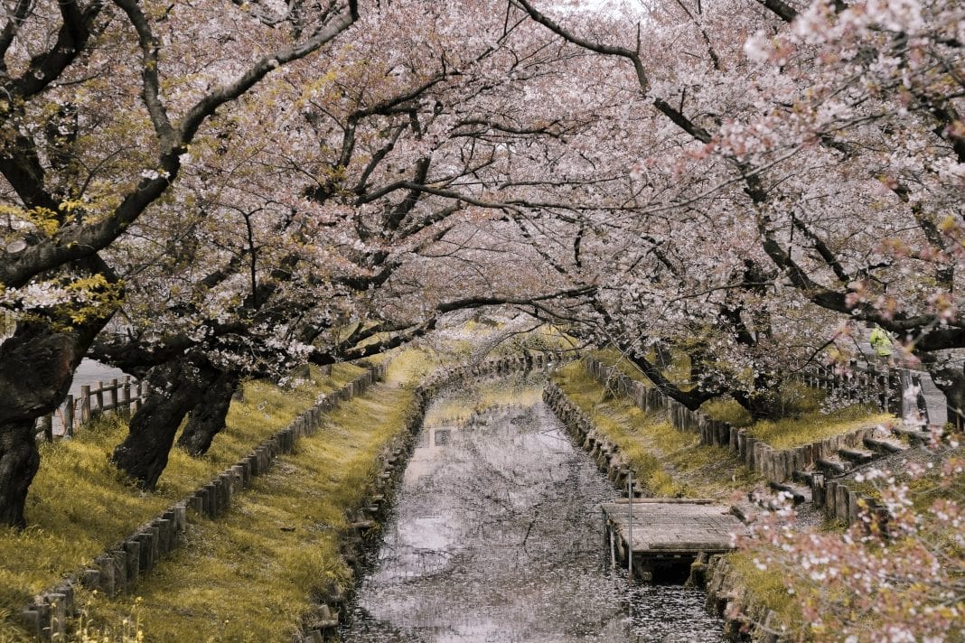 japan japan