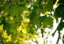 How Air Duct Cleaning Impacts Your Air Quality
