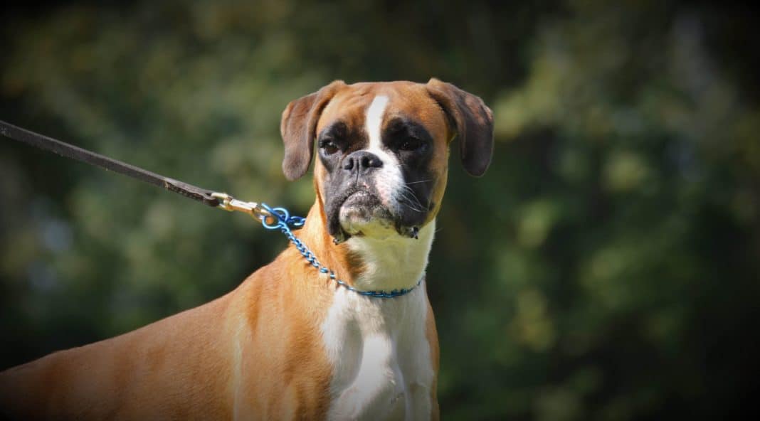 6 Best Dogs For Kids And Families