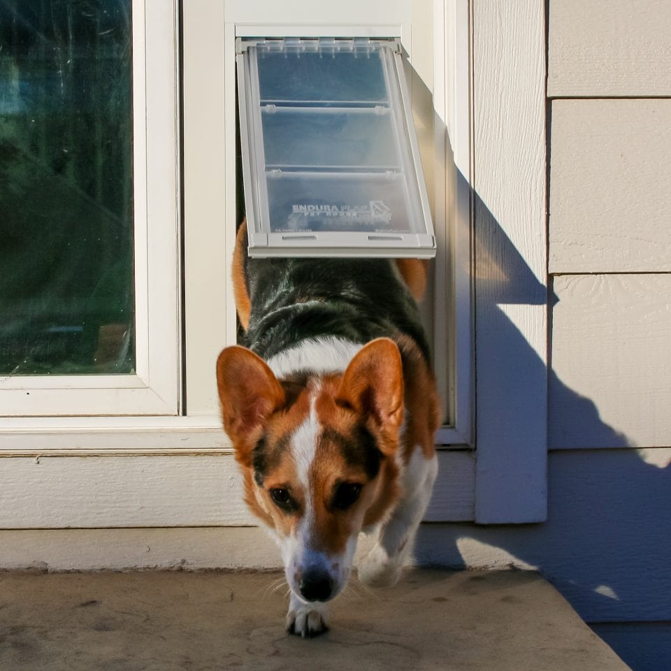 Three Tips For Pet Parents Dog Door, Food Delivery & More