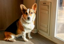 3 Ways Pet Parents Can Get More Done