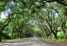 Living Like a Local: Fort Gordon, Georgia georgia