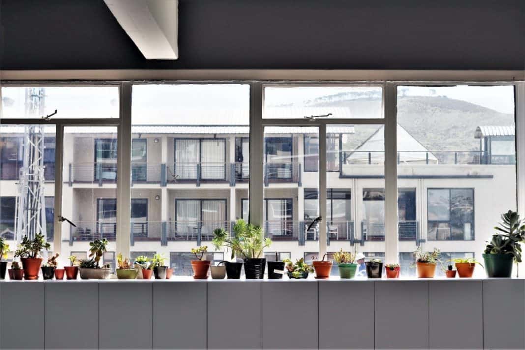 A Quick Guide To Houseplants A Quick Guide To Houseplants