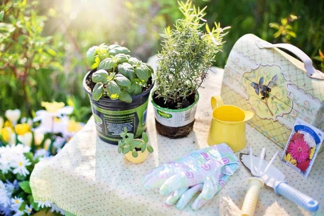 Everything You Need To Know About Edible Gardens