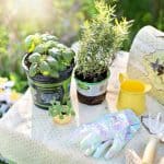 Everything You Need To Know About Edible Gardens