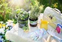 Everything You Need To Know About Edible Gardens