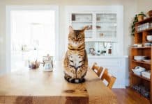 5 Cat Litter Box Furniture Solutions You Did Not Know Existed W2dss Zap4u