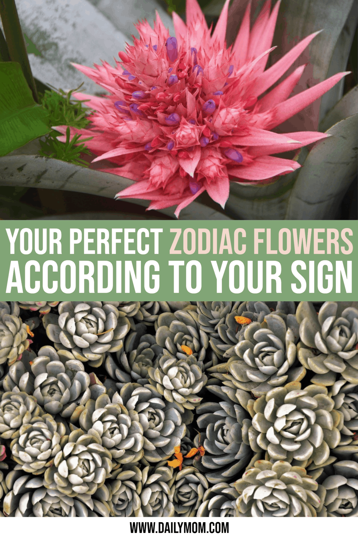 Your Perfect Zodiac Flowers According to Your Sign The Trending Mom