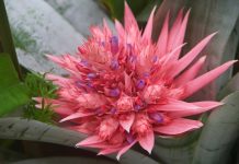 Your Perfect Zodiac Flowers According to Your Sign Your Perfect Zodiac Flowers According To Your Sign