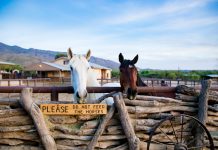Tanque Verde Guest Ranch: The Best Dude Ranch For Multi-generational Travel