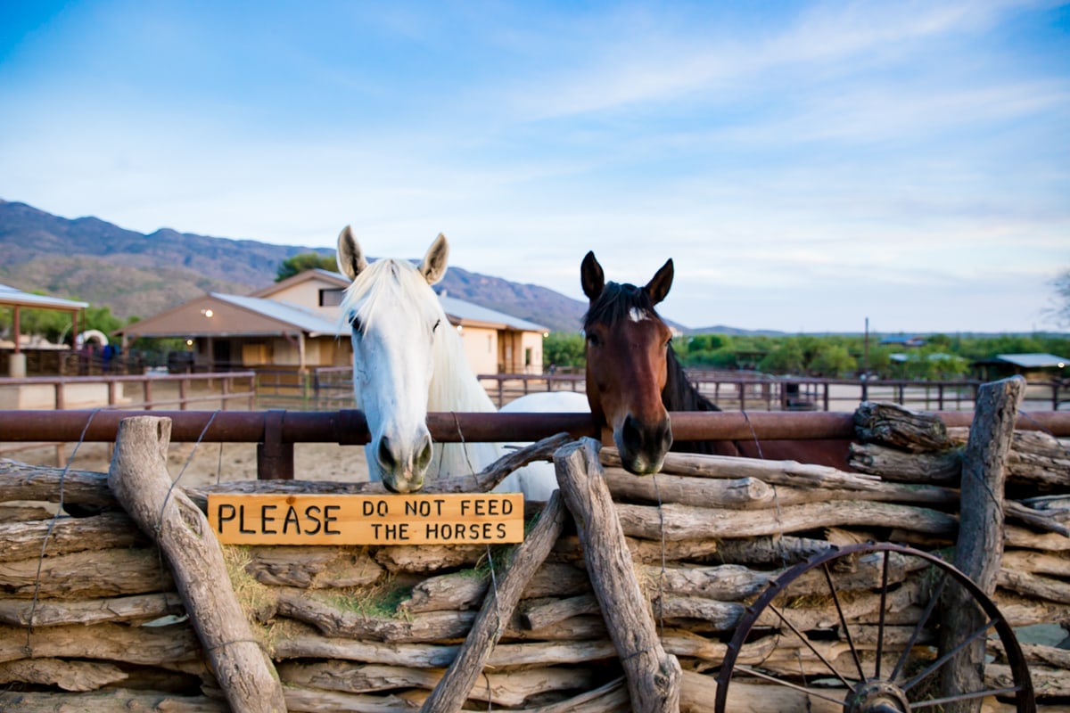 Tanque Verde Guest Ranch: The Best Dude Ranch For Multi-generational Travel