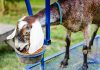 Everything You Never Knew About Goat Milk Soap