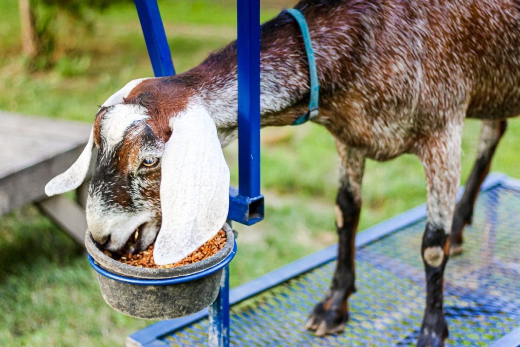 Everything You Never Knew About Goat Milk Soap
