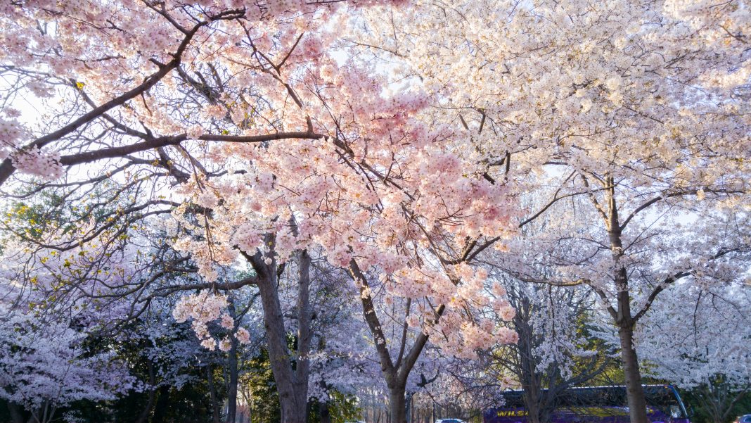 cherry blossoms flower