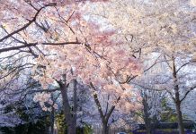An American at the Hiroshima Peace Ceremony cherry blossoms flower