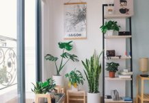 Unlock the Health Benefits of Indoor Plants: Surprising Health Benefits of Houseplants in a Houseย 5 Amazing Health Benefits Of Houseplants