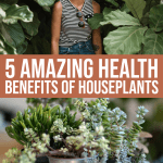 5 Amazing Health Benefits Of Houseplants