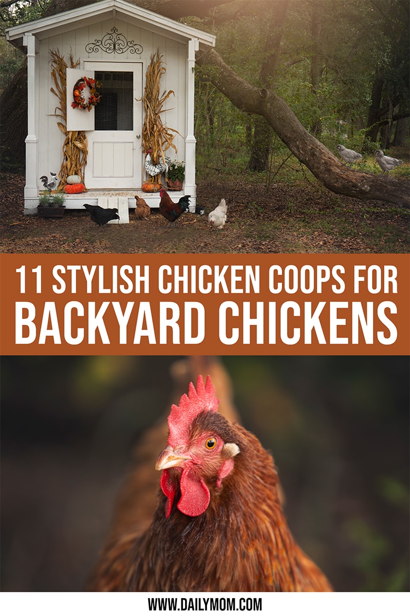 Stylish Chicken Coops For Backyard Chickens