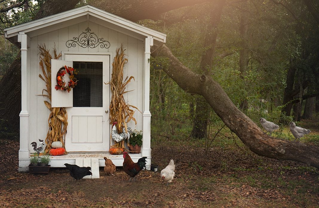 Stylish Chicken Coops For Backyard Chickens