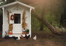 Stylish Chicken Coops For Backyard Chickens