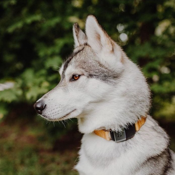 Fbig Hikingdogs Huskycloseup