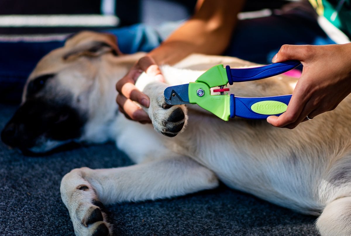 New Puppy Checklist: 10 Essentials To Add To Your List
