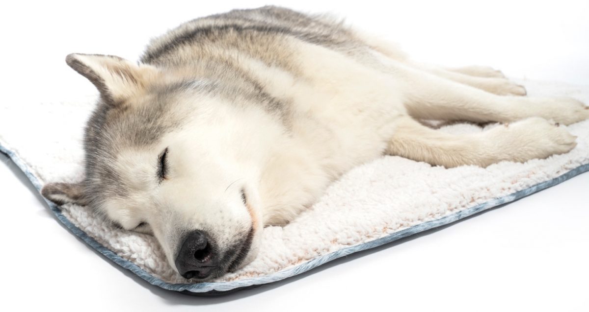 20 Gifts For A Pet Lover