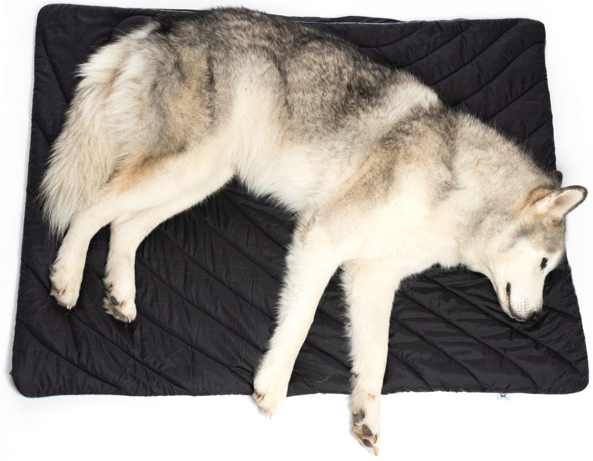 20 Gifts For A Pet Lover