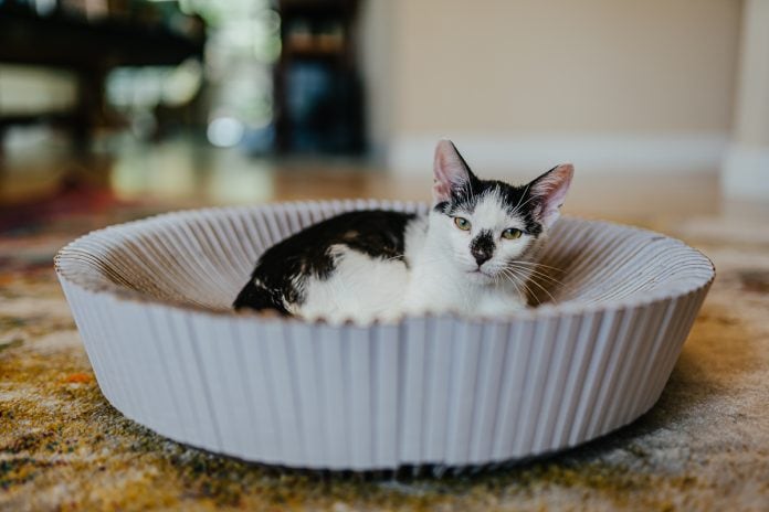 20 Gifts For A Pet Lover