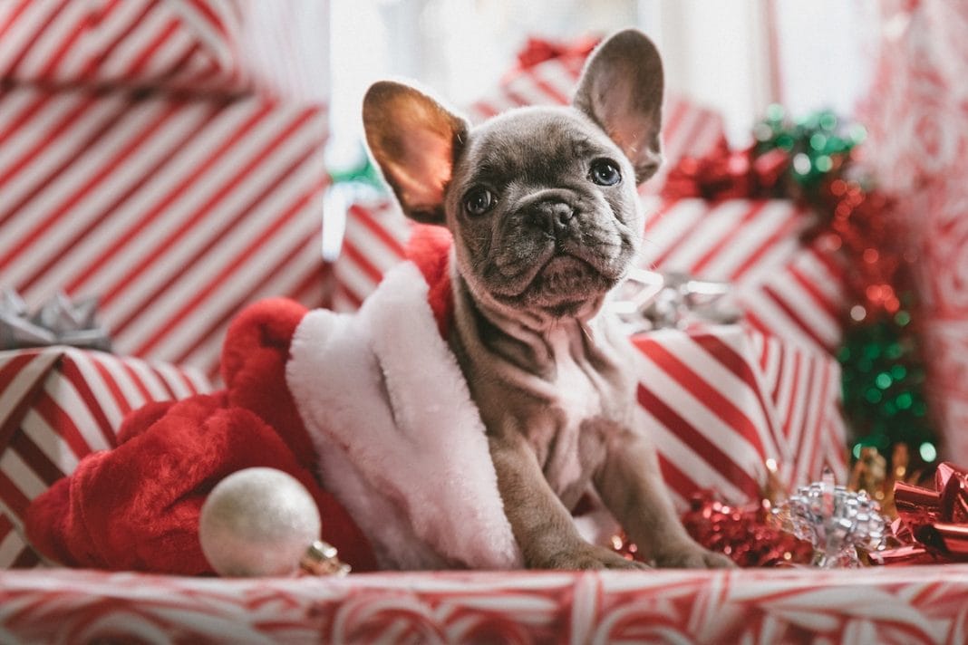 20 Gifts For A Pet Lover