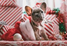20 Gifts For A Pet Lover