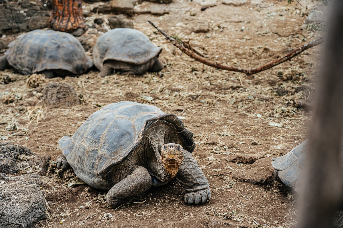Galapagos Vacation: Everything You Need To Know Before Going
